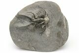 Spiny Ceratarges Trilobite - Zireg, Morocco #222267-2